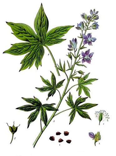 Delphinium staphisagria